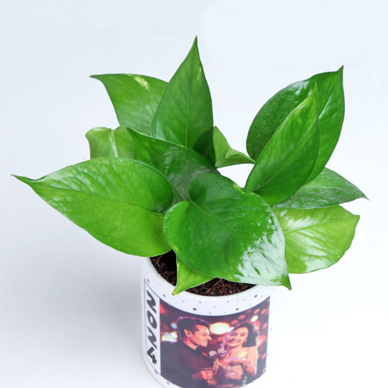 Money Plant